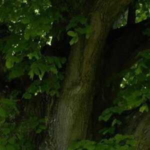 Lipa pri Kostole v Smoleniciach