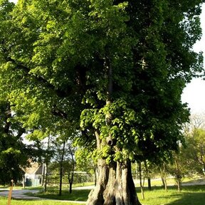 Lipa pri Kostole v Smoleniciach