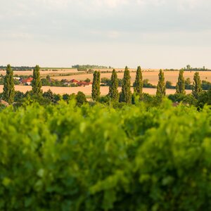 Večere vo vinici Terra Parna