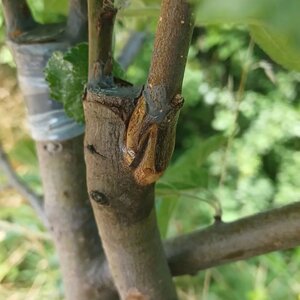 Burza vrúbľov v Naháči