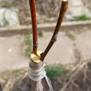 Burza vrúbľov v Naháči