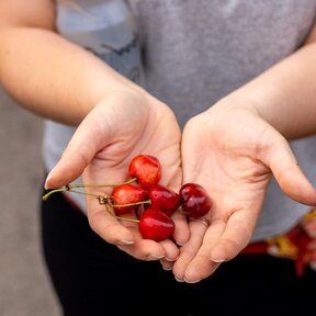 Safari v chotári Regiónu Trnava: Čerešňové dobrodružstvo v Boleráze